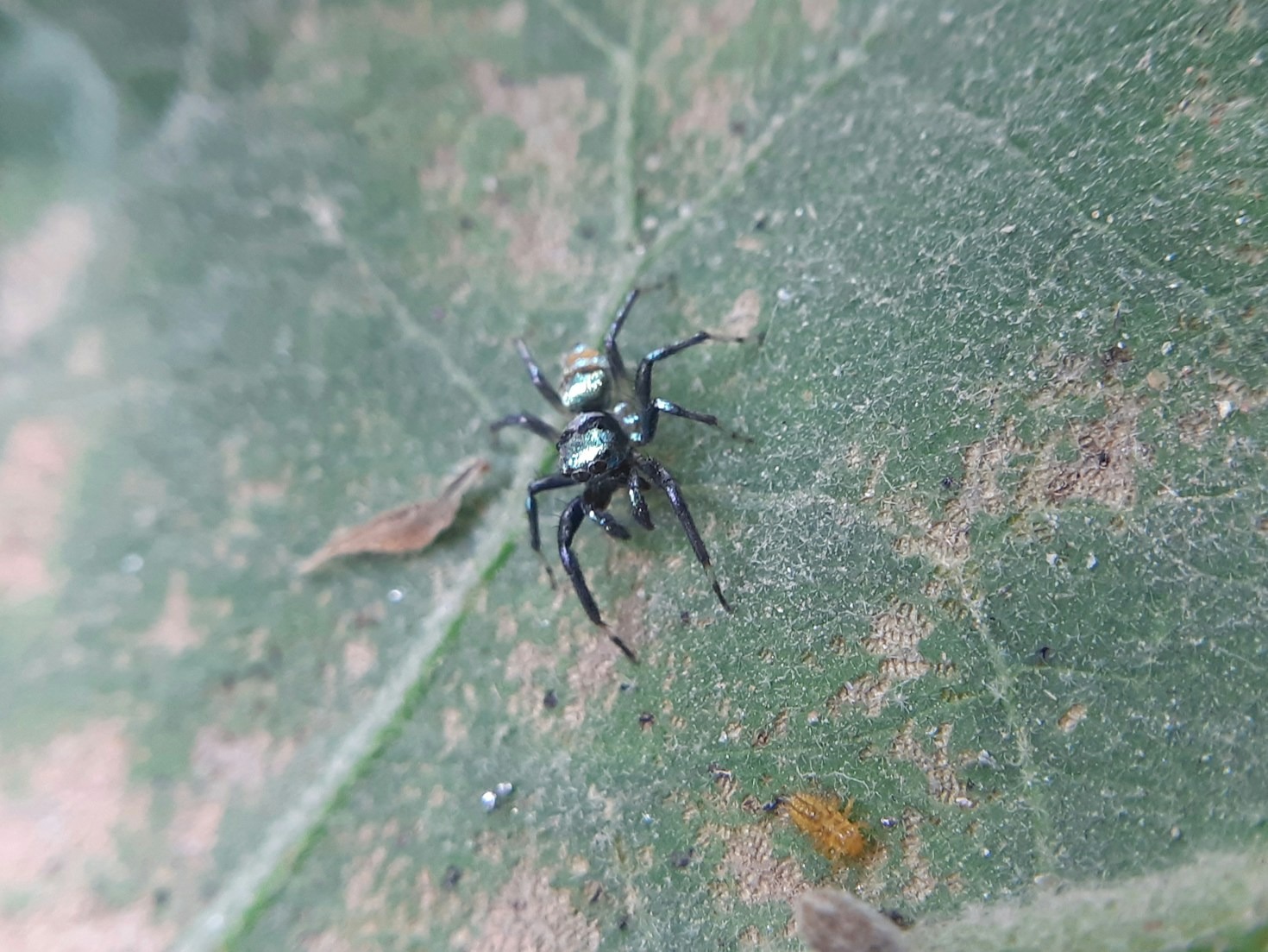 Keeping Your Business Environment Pest Free