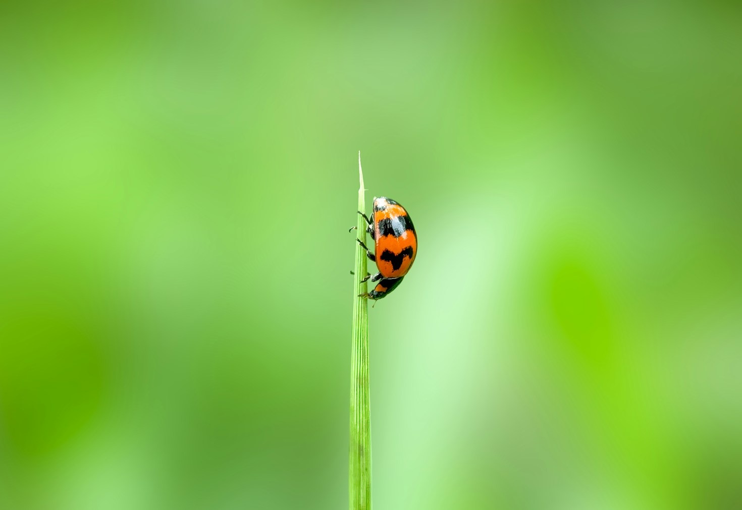 Understanding The Impact Of Rodent Infestations